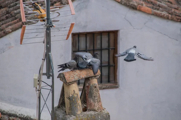 Çatıdaki Anteninin Yanında Güvercinlerin Yakın Plan Çekimi — Stok fotoğraf