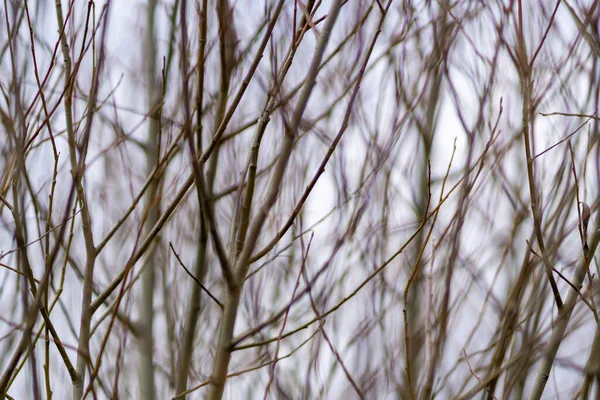 Een Close Van Droge Twijgen Buiten Bij Daglicht — Stockfoto