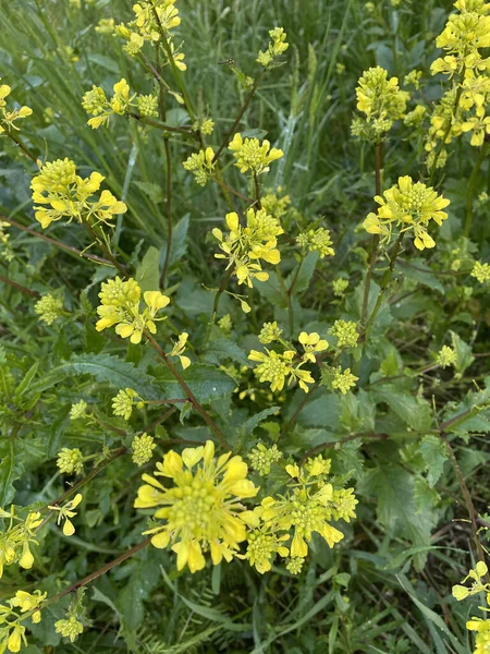 Close Floração Amarelo Brilhante Estupro Comum Campo — Fotografia de Stock