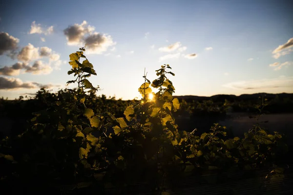 Tiro Close Raios Sol Caindo Plantas — Fotografia de Stock