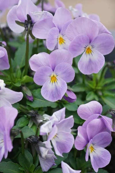 Primer Plano Vertical Suaves Flores Púrpuras Jardín Con Hojas Oscuras — Foto de Stock