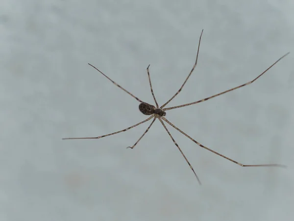 Brown Cellar Spider Climbing White Wall Room — Stock Photo, Image