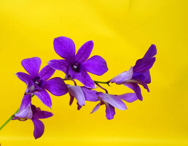 Mooie Paarse Dendrobium Bloemen Geïsoleerd Een Gele Achtergrond — Stockfoto
