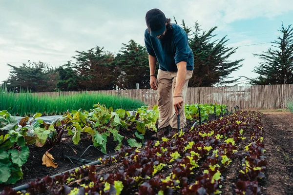농부는 채소와 채소로 정원에 스프링클러를 설치하고 색깔의 상추를 만들고 관리하는 — 스톡 사진
