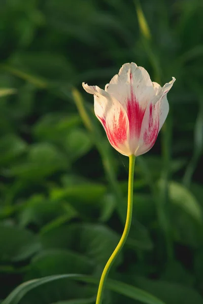 Primer Plano Hermoso Tulipán Rosa Blanco Sobre Fondo Borroso — Foto de Stock