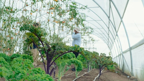 Fresh Young Kale Close Organic Vegetable Greenhouse Nursery Successful Business — 스톡 사진