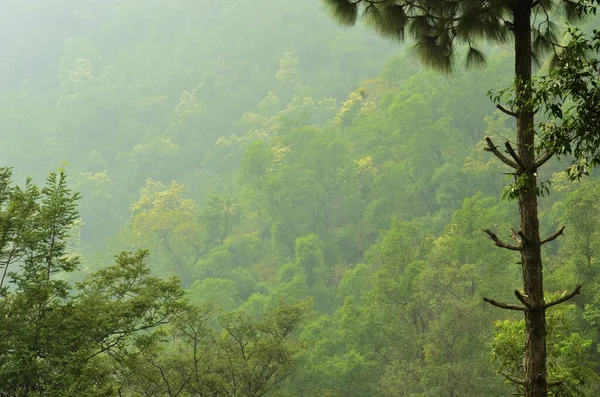 Ein Dichter Wald Mit Einem Schmalen Baum Vordergrund Und Nebel — Stockfoto