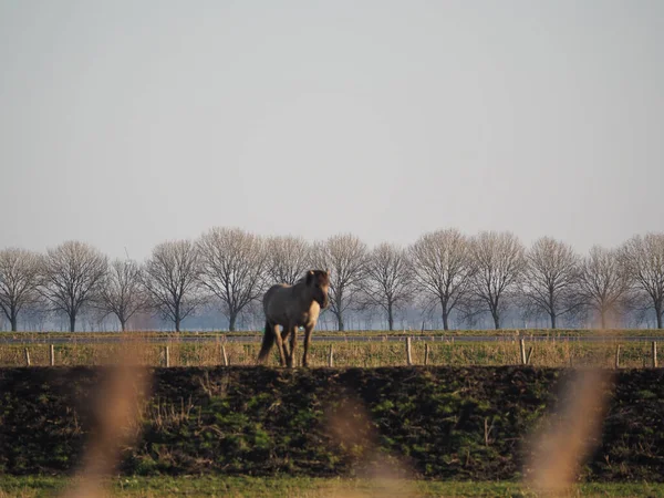 Caballo Marrón Campo —  Fotos de Stock