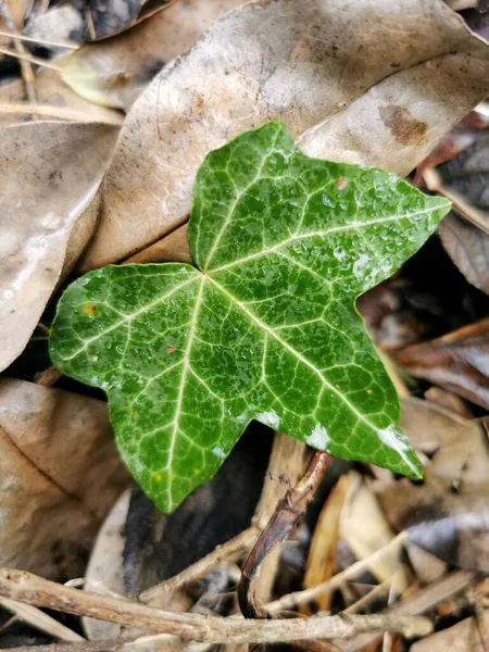 Sehen Sie Ogewöhnlicher Efeu Hedera Helix Pflanzenblatt — Stockfoto