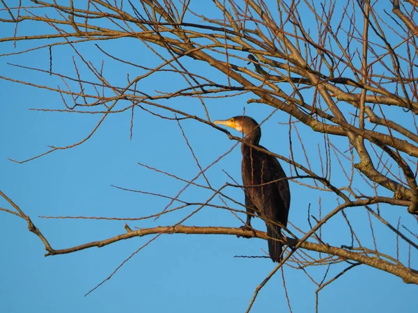 Black Cormorant Perched Bare Tree Branch — Stock Photo, Image