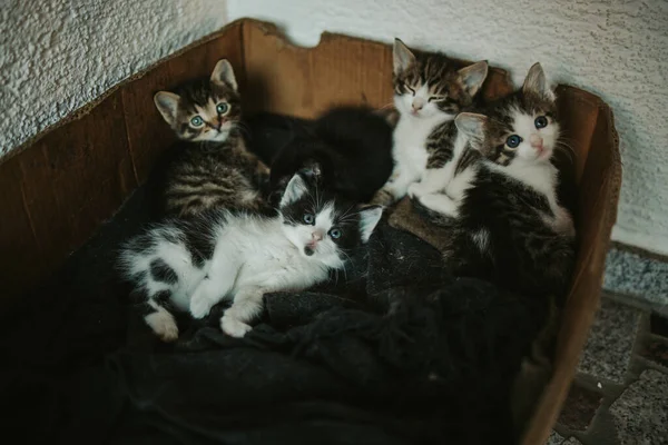 Vertical Shot Cute Fluffy Cats Sitting Box — Stock Photo, Image