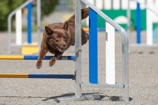 Australiano Kelpie Saltare Oltre Ostacolo Agilità — Foto Stock