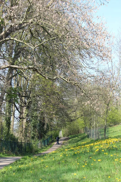 Long Pathway Woods Wild Yellow Flowers Man Stroller Walking Distance — Stock Photo, Image