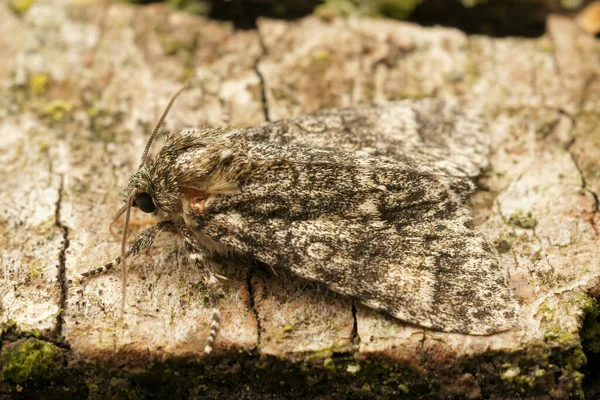 Tiro Macro Uma Mariposa Cinza Álamo Uma Superfície Madeira Áspera — Fotografia de Stock