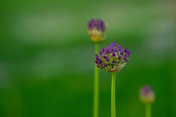 Крупним Планом Знімок Красивих Квітів Молочаю — стокове фото