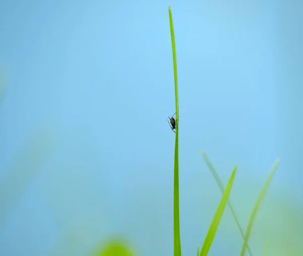 一只可爱的小蜘蛛从高高的草叶上滑落 蓝蓝的背景是晴朗的天空 — 图库照片