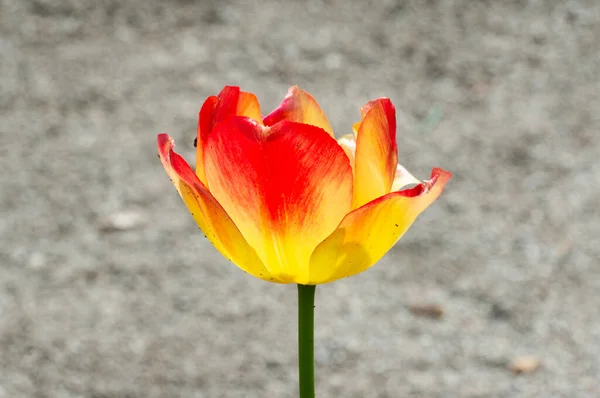 Close Tulipas Vermelhas Amarelas Jardim — Fotografia de Stock