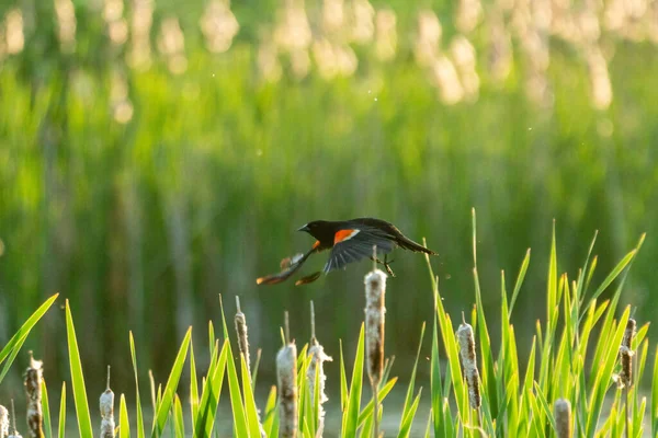 緑の池の上を飛ぶ赤い翼の黒い鳥 — ストック写真