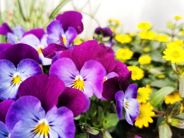 Primer Plano Flores Pansy — Foto de Stock