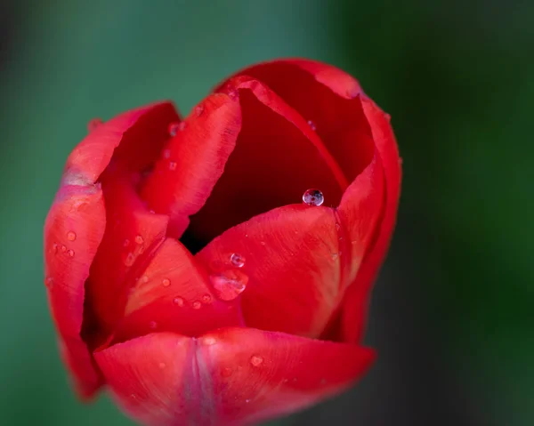 Closeup Shot Red Tulips — Stock Photo, Image