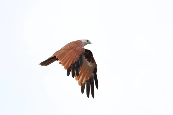 Ein Schuss Eines Adlers Himmel — Stockfoto