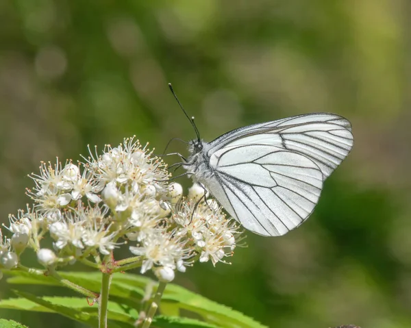 Mariposa Blanca Venas Negras Aporia Crataegi Alimentando Néctar Con Una —  Fotos de Stock