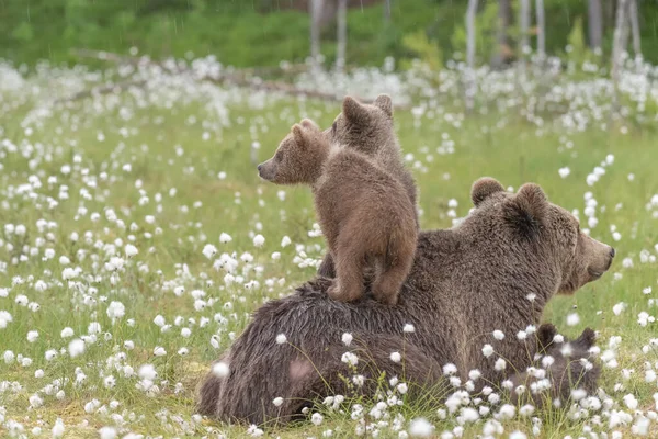 Due Cuccioli Orso Sono Piedi Sulla Schiena Della Madre Mezzo — Foto Stock