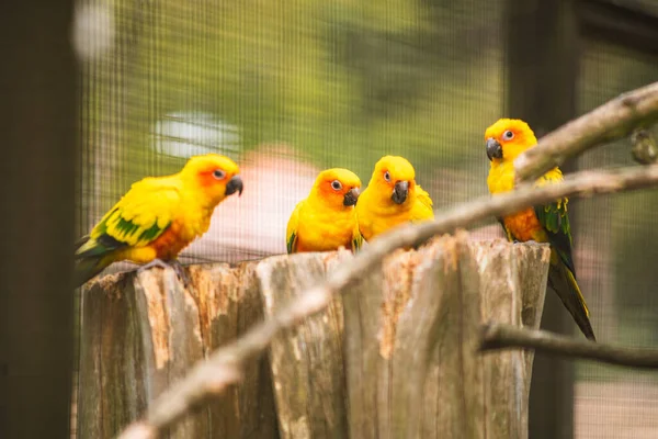 Selective Focus Shot Golden Parakeet Parrots Perched Stump — Stock Photo, Image