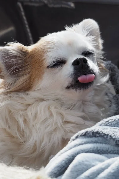 Ein Isländischer Hund Mit Herausgestreckter Zunge — Stockfoto