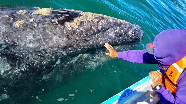 Guerrero Negro Bcs México Enero 2021 Avistamiento Ballenas México Baja — Foto de Stock