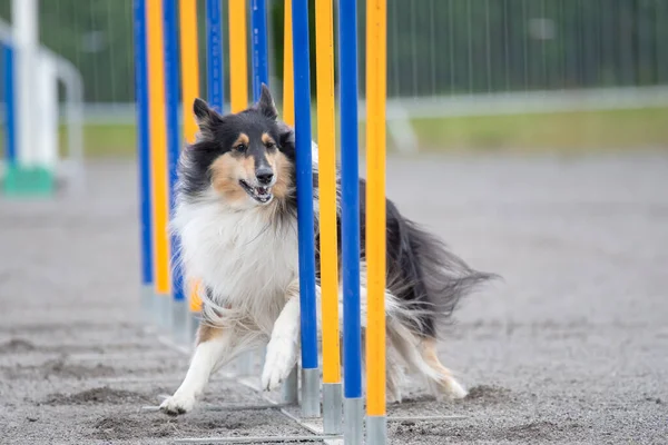 Ruvido Collie Fare Slalom Cane Agility Corso — Foto Stock