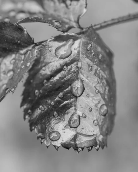 Close Escala Cinza Uma Gota Água Uma Planta — Fotografia de Stock