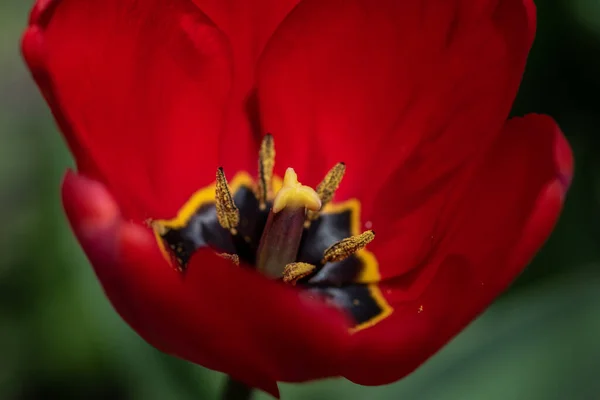 Eine Nahaufnahme Von Roten Tulpen Garten — Stockfoto