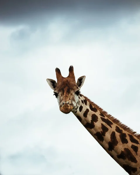 Жираф Зловив Дивлячись Зверху Маючи Небо Фон — стокове фото