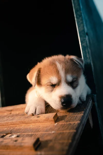 Close Vertical Filhote Cachorro Descascado Bonito Escalando Uma Superfície Madeira — Fotografia de Stock