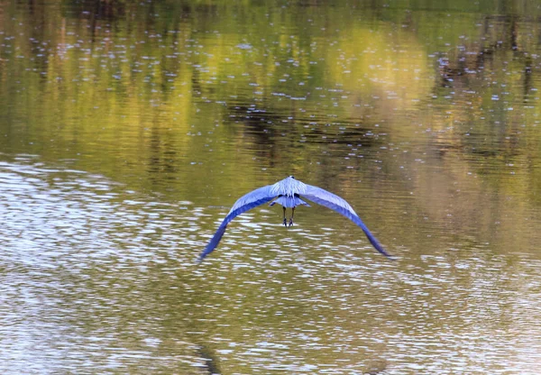 Grand Héron Survolant Lac — Photo