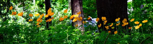 Een Panoramisch Shot Van Mooie Bloemen Tuin — Stockfoto