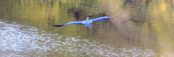 Grande Airone Blu Vola Nel Lago — Foto Stock