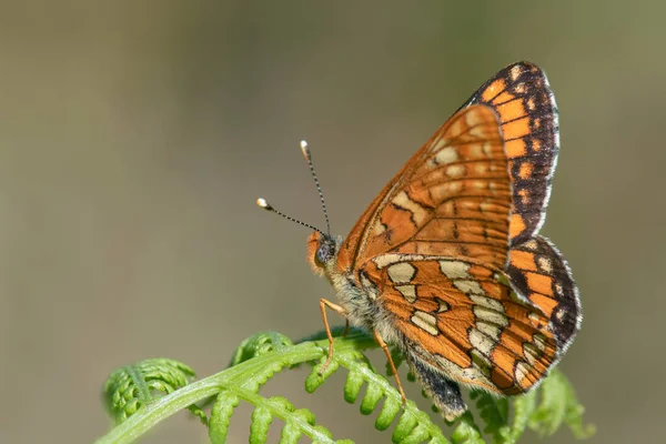 Veszélyeztetett Ritka Fritilláris Euphydryas Maturna Pihen Egy Páfrány — Stock Fotó