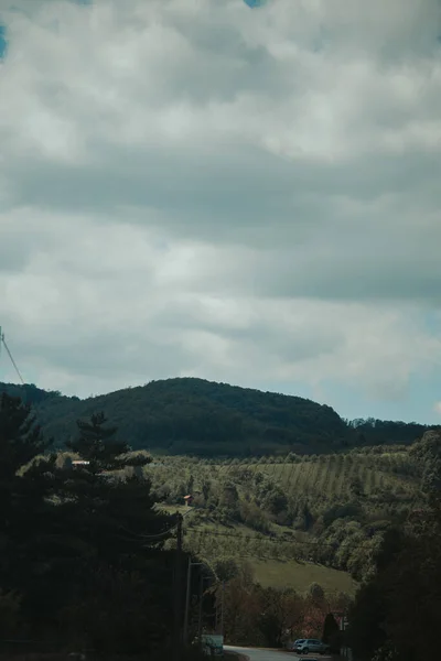 Een Verticaal Shot Van Weelderige Groene Weiden Met Bomen Een — Stockfoto