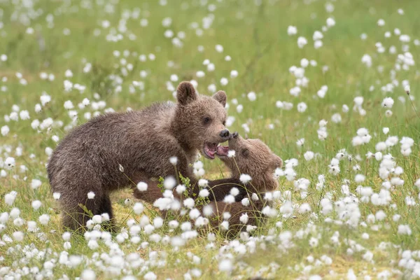 Два Ведмедика Бавляться Посеред Бавовняної Трави Фінському Болоті — стокове фото