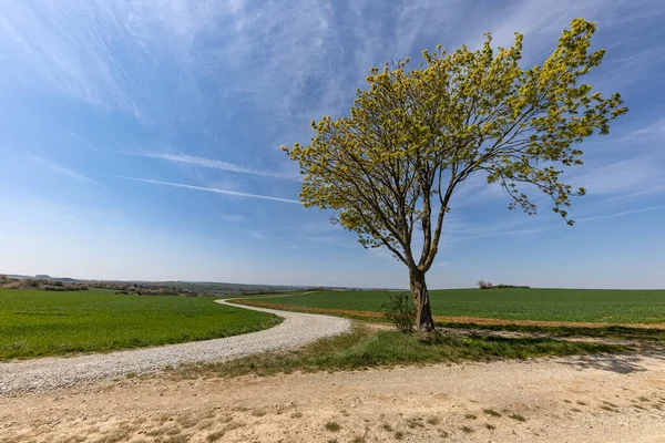 Frühlingslandschaft Mit Ausgesäten Feldern Und Blauem Himmel — Stockfoto