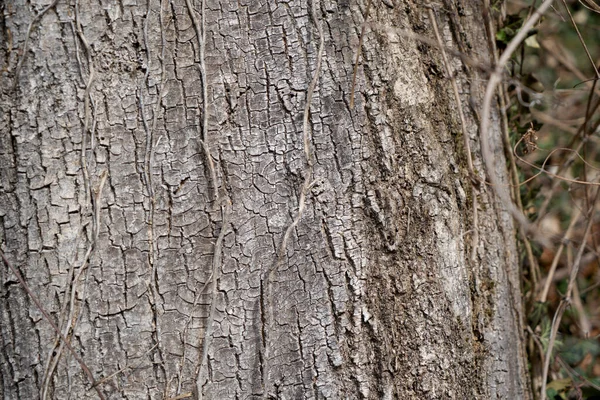 Крупный План Грубой Коричневой Текстуры Коры Дерева — стоковое фото