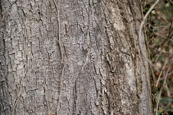 Primer Plano Textura Corteza Árbol Marrón Áspero — Foto de Stock