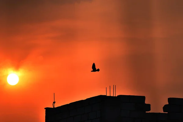 夕日に輝く太陽とオレンジの空を優雅に飛ぶ鳩のシルエット — ストック写真