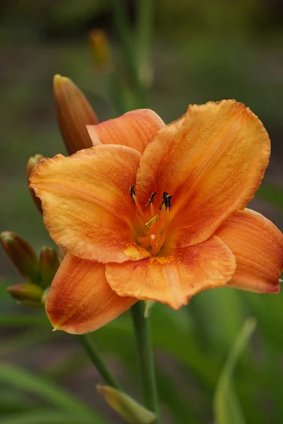 Eine Orangefarbene Taglilie Blüht Garten — Stockfoto