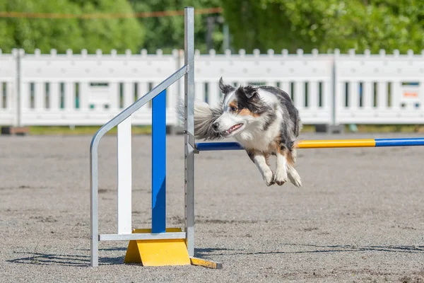 Australský Ovčák Skákající Přes Agility Překážku Psí Agility Kurzu — Stock fotografie