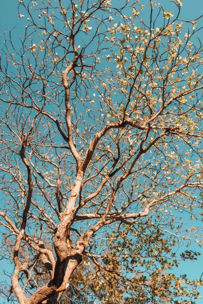 Disparo Vertical Árbol Floreciente — Foto de Stock