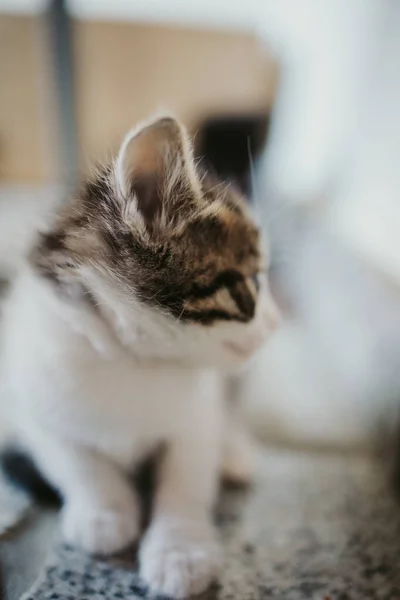 Çizgili Şirin Bir Kedi Yavrusunun Dikey Yakın Çekimi — Stok fotoğraf