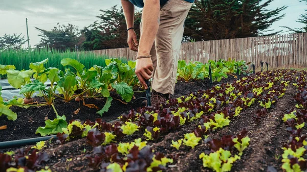 Farmář Instaluje Vodní Postřikovače Pro Svou Zahradu Zeleniny Zeleniny Salát — Stock fotografie